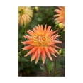 thumbnail image 1 of TASC Flower Bulbs - Dahlia Decorative Motto (Annual), 1 of 2