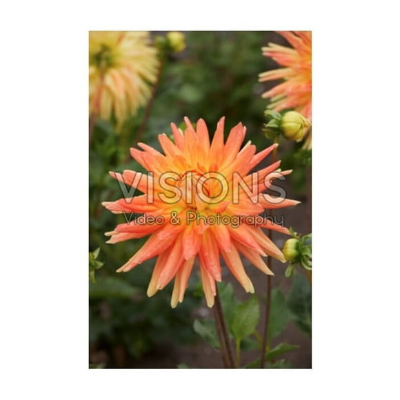 Bulbes à fleurs TASC - Dahlia décoratif Motto (Annuel)