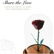 Forever Rose Enchanted Rose, a Genuine, One of a Kind, Real Burgundy Rose, Hand Dipped in Lacquer with a Copper Stem and Leaves, Beauty and The Beast