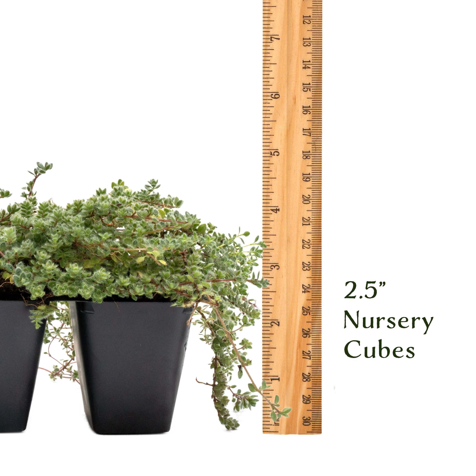 12 Woolly Thyme – Low-Growing Fragrant Fuzzy Evergreen Groundcover for Rock Gardens, Containers & Pathways (Thymus pseudolanuginosus) in 2.5″ Cubes, Live Plants