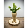 thumbnail image 2 of Clever Contraptions Carrot Succulent & Cactus Planter Pot – Small, 2 of 10