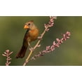 thumbnail image 2 of Archer, Ken 14x10 White Modern Wood Framed Museum Art Print Titled - Female northern cardinal, 2 of 4
