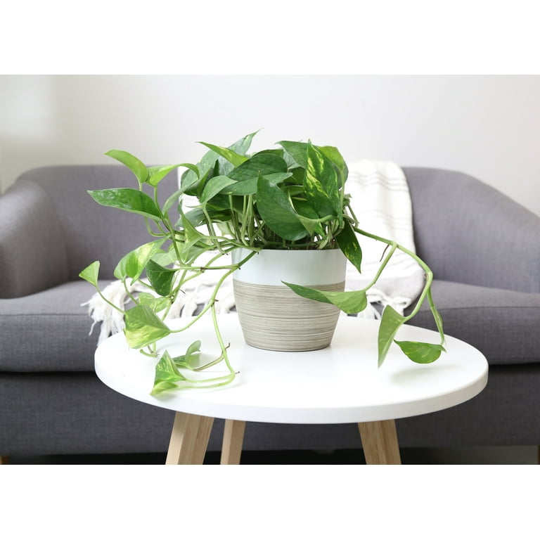 Costa Farms Live Indoor 10in. Tall Devil's Ivy Pothos; Medium, Indirect Light Plant in 6in. Grower Pot, Green