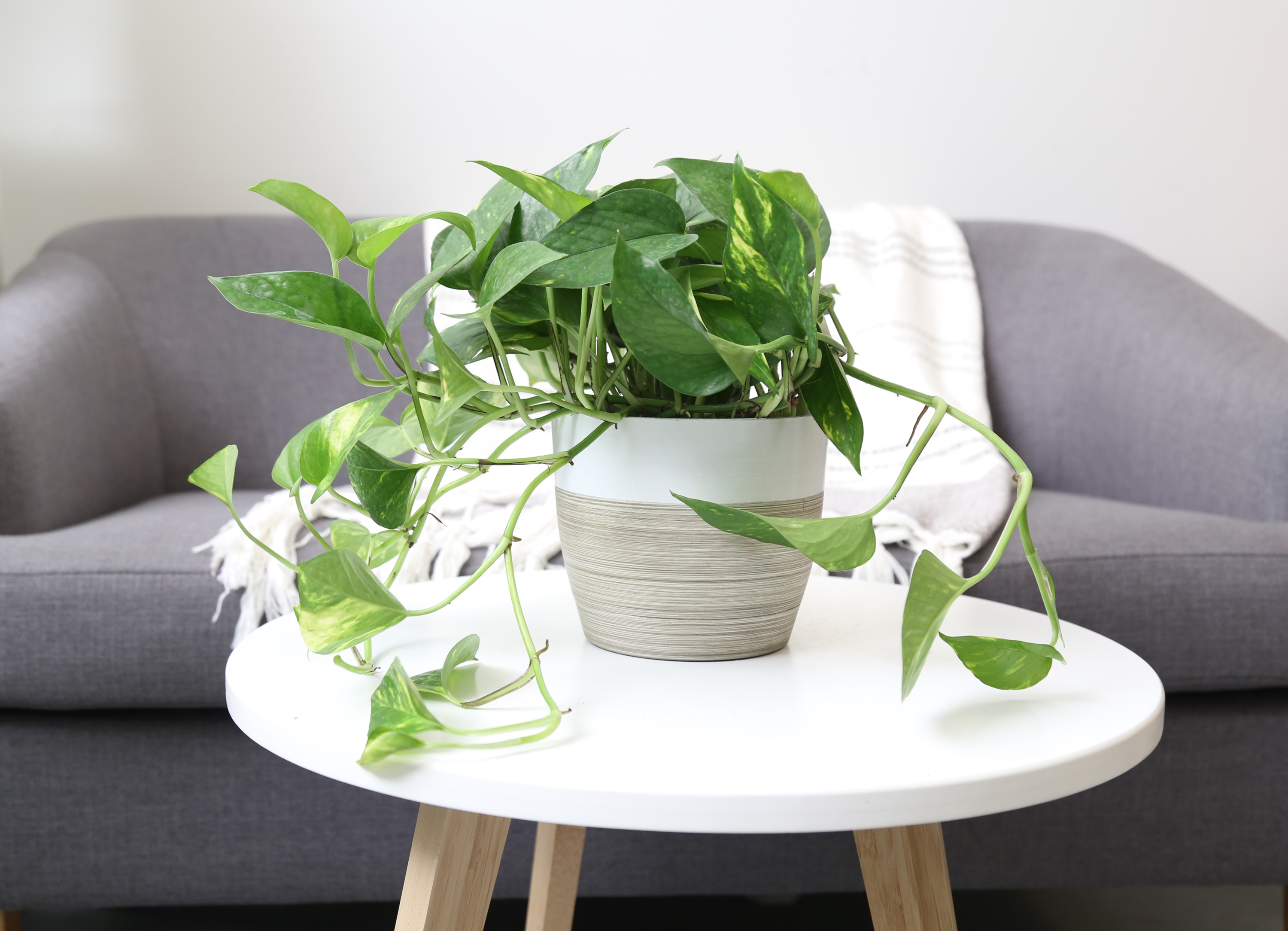 Costa Farms Live Indoor 10in. Tall Devil's Ivy Pothos; Medium, Indirect Light Plant in 6in. Grower Pot - image 4 of 11