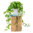 thumbnail image 1 of Planta Pothos de seda artificial ROVALA para decoración del hogar e interiores, 1 of 8