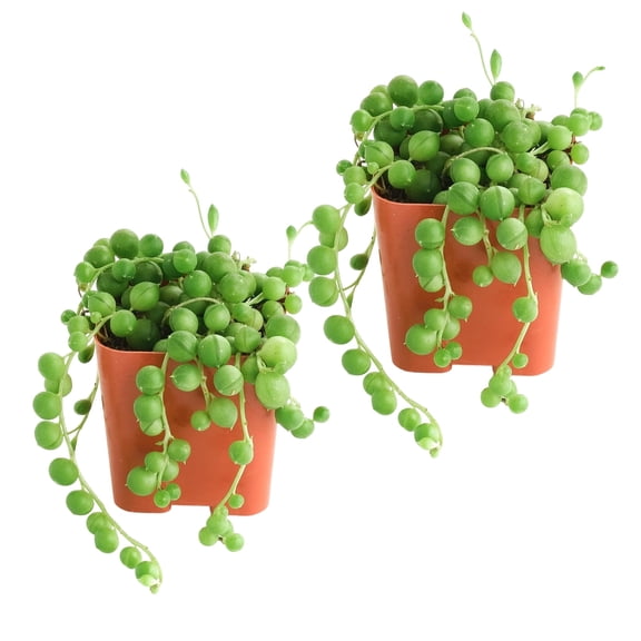 String of Pearls Style Succulent in 2" Pot –Small Potted Succulents Plants Live , Easy to Start Indoor Houseplants for Home Outdoor Decor 2pack