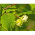 thumbnail image 6 of Raw Natural Hazelnuts, 1 Pound — Kosher, Vegan — by Food to Live, 6 of 6