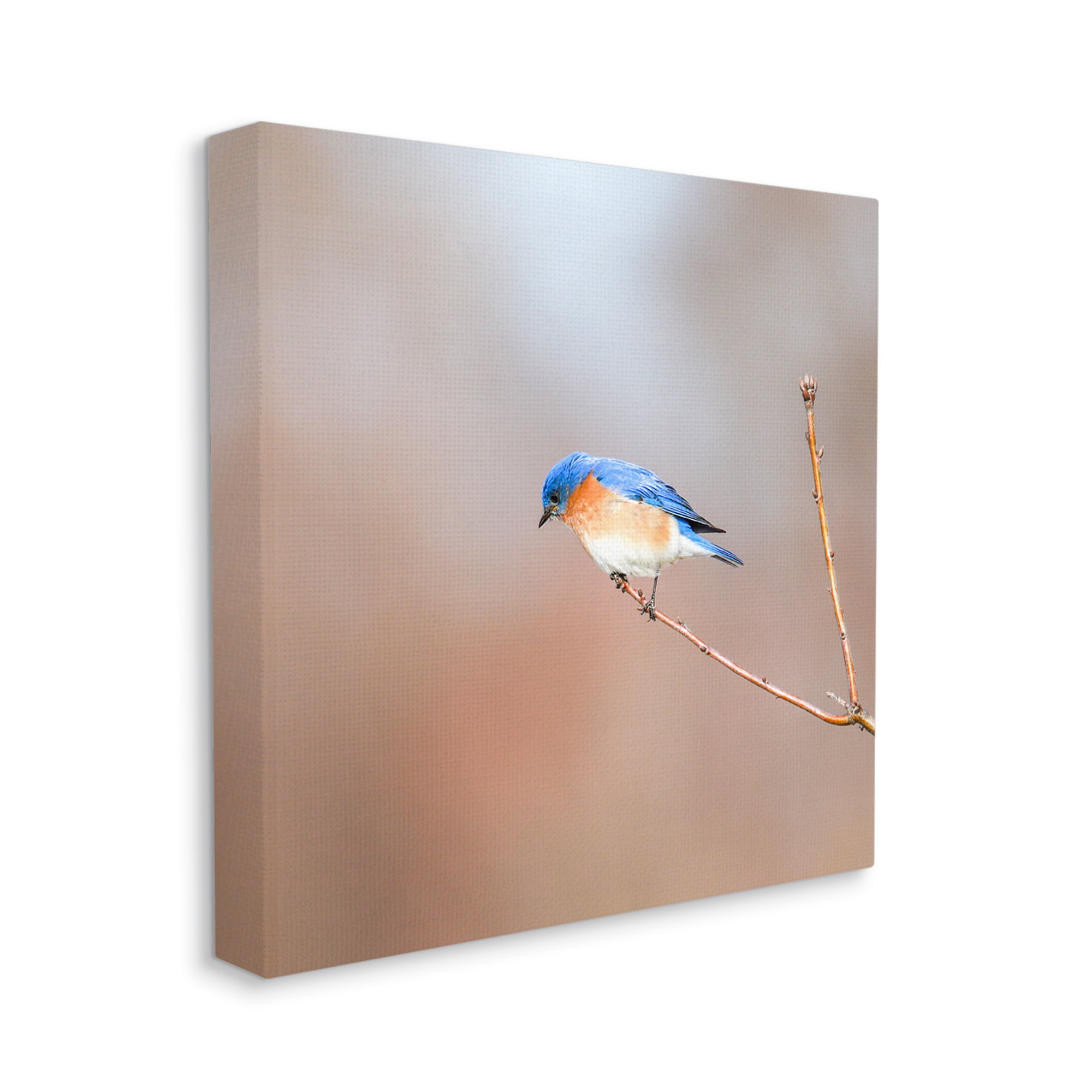 Stupell Industries Lone Blue Jay Bird Tree Simple Design Canvas Wall Art, 17 x 17, Design by Daniel Sproul
