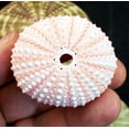 thumbnail image 2 of Sea Urchin Sampler: Natural Purple, Pink, Sputnik, Alfonso and Green Urchins - 5 Piece Set, 2 of 7
