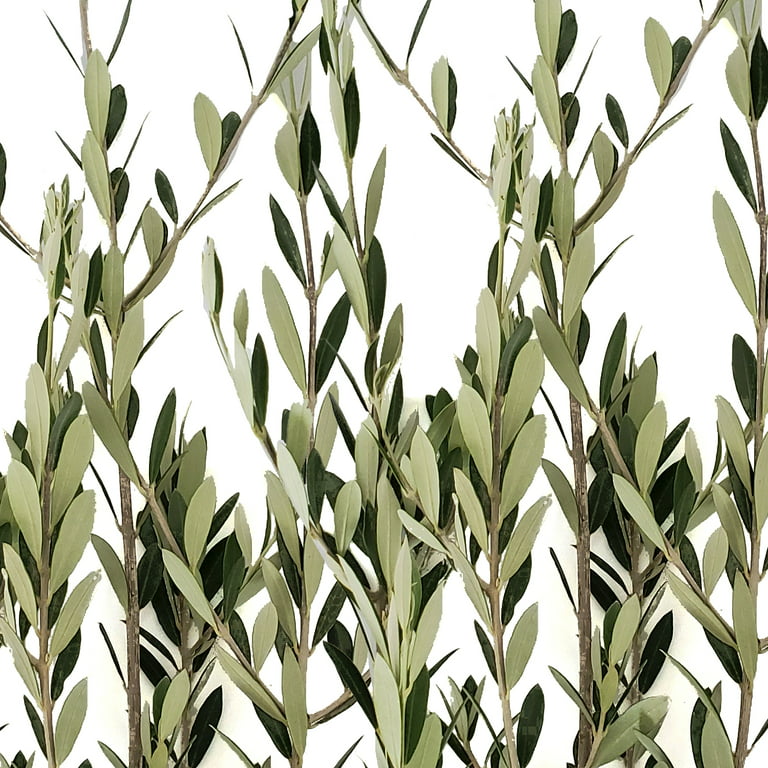 Bloomingmore Everyday Greenery Olive Branch - Fresh Cut - 150 Stems 