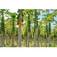 thumbnail image 2 of Engelbrecht, Lisa S. 24x17 Black Ornate Wood Framed with Double Matting Museum Art Print Titled - Papaya plantation-Kauai-Hawaii-USA, 2 of 4