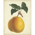 thumbnail image 2 of Van Houtteano, Horto 20x24 Gold Ornate Wood Framed with Double Matting Museum Art Print Titled - Antique Pear Botanical II, 2 of 4