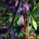 thumbnail image 4 of BESTYASH Red Para De Plantas Ideal Para Cultivos De Jardín Con Protección Podredumbre, 4 of 8