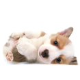 thumbnail image 1 of QIFEIHA Ready Pillowcase Cushion Cover Two Sides Printing Size 20x30 inch, 1 of 2