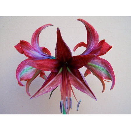peel n stick poster of burgundy colored flowers potted plant