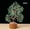 Green, variant on Gemstone Crystal Tree of Life,Feng Shui Gift Bonsai Money Tree,Home Decor for Luck and Wealth 8.66"-9.05",Amethyst