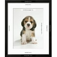 thumbnail image 3 of English Beagle Puppy Sitting, Animals World Culture Framed Art Print Wall Art Sold by Art.Com, 3 of 6