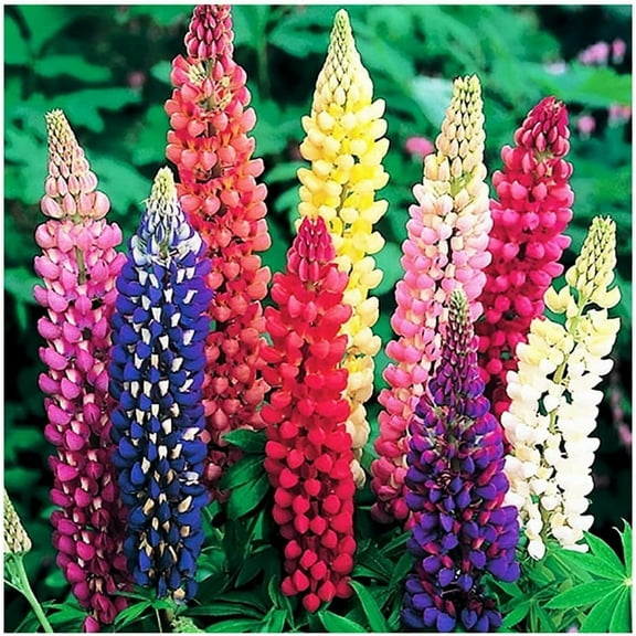 Russell Lupine Mixed Seeds - Colorful Perennial Wildflowers