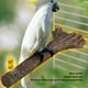 thumbnail image 4 of Calentador De Soporte Para Percha Para Pájaros, Percha Para Pájaros Calentada 100-240V Ajustable Para Jaula De Pájaros, 4 of 7
