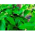 thumbnail image 4 of 5 MEXICAN BUCKEYE Ungnadia Speciosa Shrub Tree Pink Purple Fragrant Flower Seeds, 4 of 4