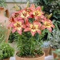 thumbnail image 2 of Forever Linda Asiatic Lilies Flower Bulbs - 3 Lily Bulbs per Pack - Good as Cut Flowers - Perennializing - Easy to Grow Live Plants - Outdoor Garden, 2 of 4