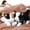 Black & White, variant on MorisMos 2Pcs Super Soft Cat Stuffed Animals, 14" Realistic Cat Plush Kitten Toys