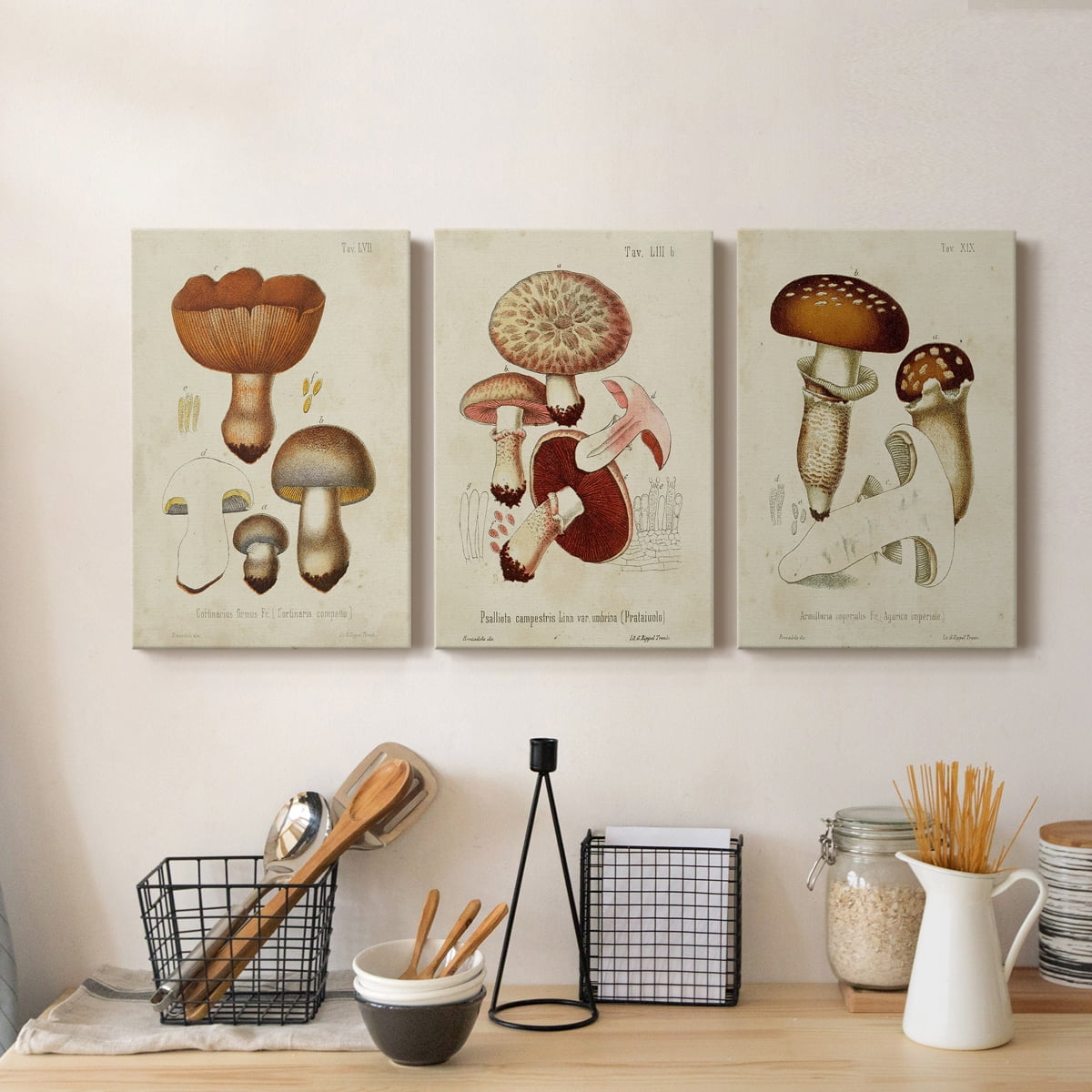 Mushroom Varieties I Premium Gallery Wrapped Canvas - Ready to Hang - 32 x 48 Each