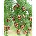 Western Hemlock Trees 1824" 3 Live Trees