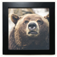 thumbnail image 1 of Marco cuadrado negro con imagen de oso Unbranded Tamaño del marco 8 x 8 Tamaño de la imagen 6 x 6, 1 of 4