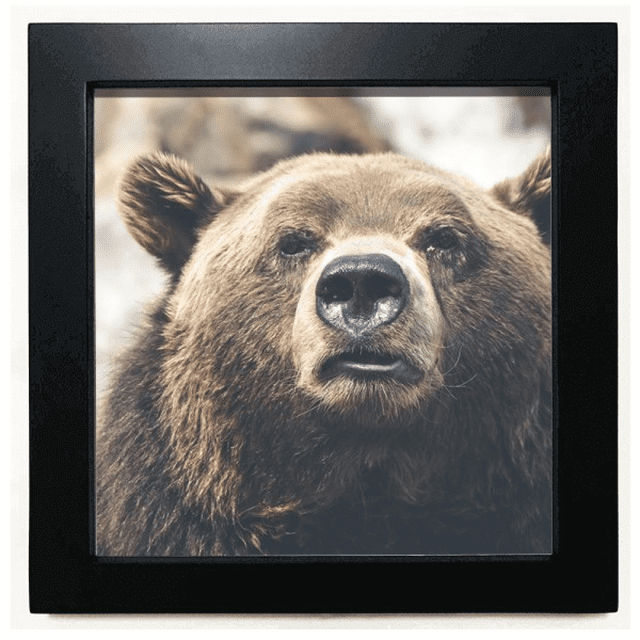 Marco cuadrado negro con imagen de oso Unbranded Tamaño del marco 8 x 8 Tamaño de la imagen 6 x 6