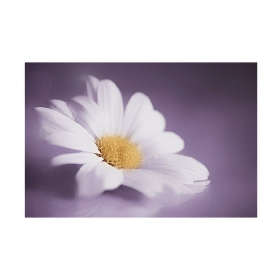 Canvas Wall Art - Cicek Kiral 'Soft Was The Light' Wall Art for Living Room, Bedroom, or Office Décor by Trademark Fine Art - 19 x 12 Inches