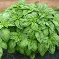 thumbnail image 6 of 1 Pot Basil Plant Live, Sweet Basil Live Plant, 2 Plants Per Pot, 4-6” Tall Fragrant Herb Plant, 6 of 6