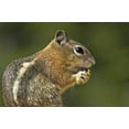thumbnail image 2 of Welling, Dave 14x11 Black Ornate Wood Framed with Double Matting Museum Art Print Titled - UT, Bryce Canyon Golden-mantled ground squirrel, 2 of 4