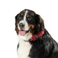 thumbnail image 4 of Nite Ize Raddog All-In-One Collar + Leash Combo, Dog Collar With Built-In Retractable Leash, Red, X-Large 20"-25", 4 of 6