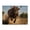 500 Pieces, variant on Charging Bull Strength Power 1000-Piece Wooden Jigsaw Puzzle for Adults, Fun & Challenging Family Game, Stylish Wall Decor & Holiday Gift