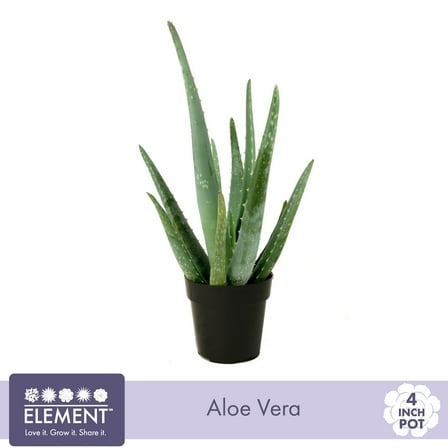 Element Live Plant Aloe Vera Plant in 4in Pot