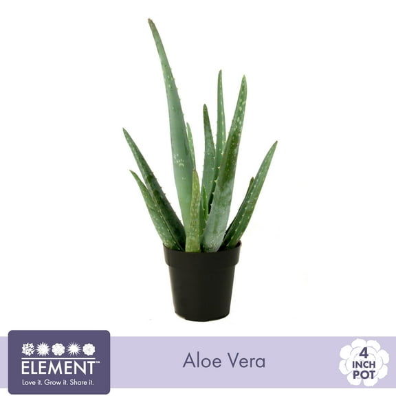 Element Live Plant Aloe Vera Plant in 4in Pot