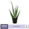 Element 4" Aloe Vera Live Plants in 4" Grower Pots