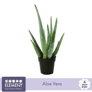 Element 3.5IN Aloe Vera
