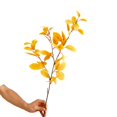 thumbnail image 1 of PENGXIANG 1Pcs Decorative Artificial Plant No Watering Fade-less Flower Arrangement Simulation Eucalyptus Photography Props, 1 of 10