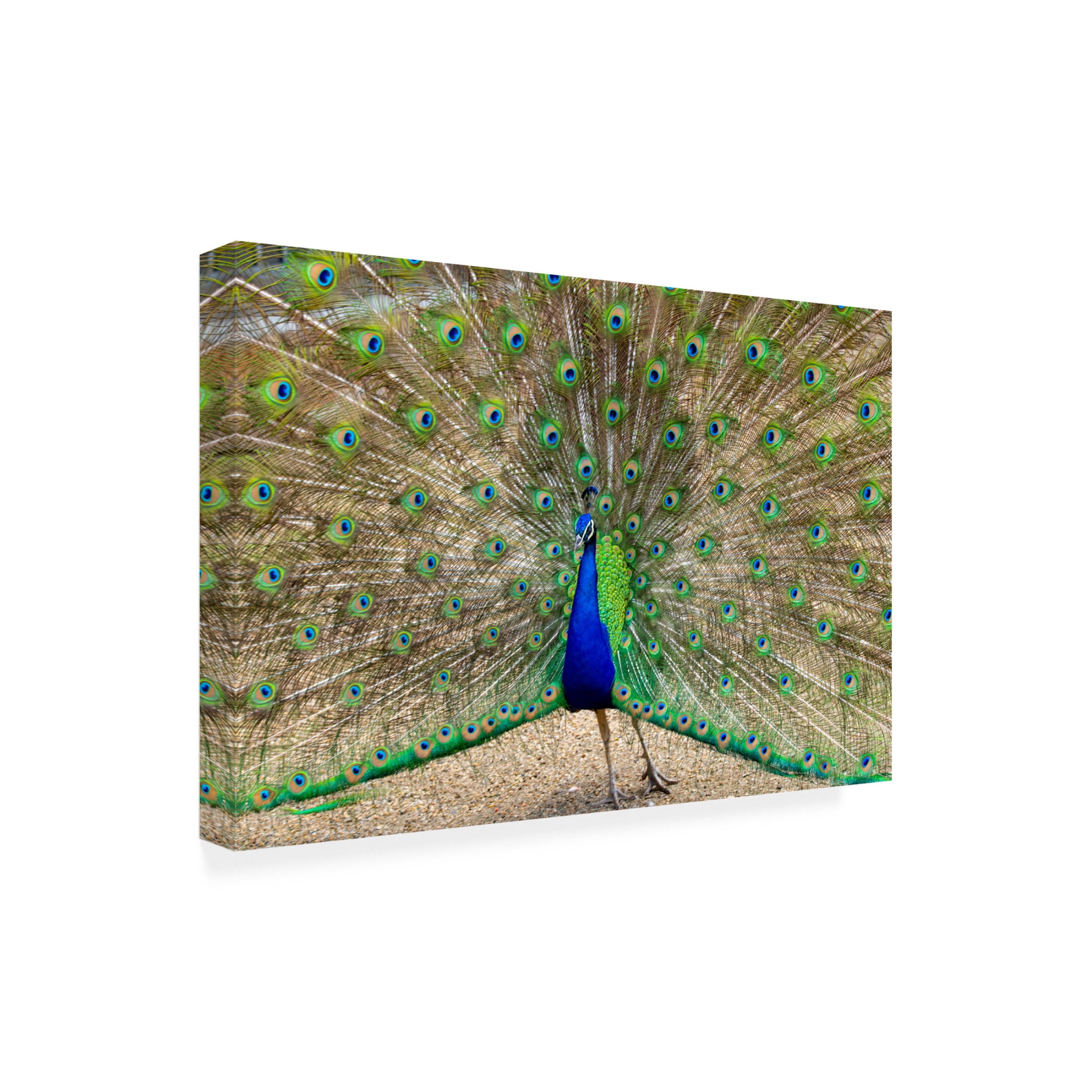 Canvas Wall Art - Robert Michaud 'Peacock 1' Wall Art for Living Room, Bedroom, or Office Décor by Trademark Fine Art - 24 x 16 Inches