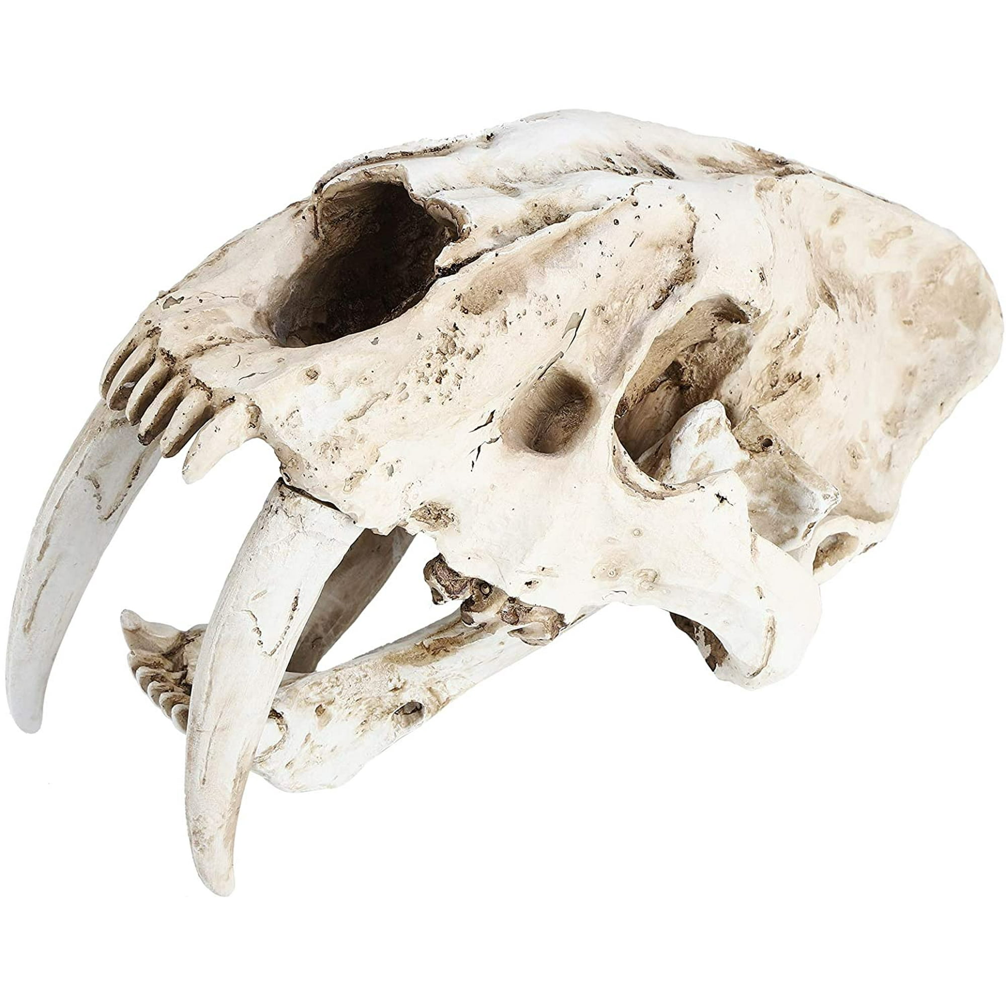 Simulation Animal Skull Model - Resin Tiger Skull Decoration Sabertooth  Skull Decoration Props Ornaments Skull Specimens | Walmart Canada