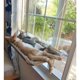 thumbnail image 2 of Cat Bed Window, Cat Window Seat Bed Hamaca Diseño de ahorro de espacio - TUNC Sencillez, 2 of 5