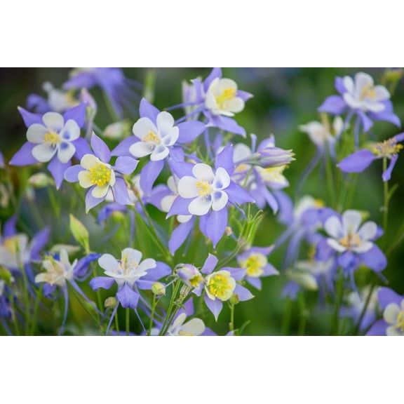 Seedville 50 Blue Rocky Mountain Columbine Flower Seed, Attracts Bees, Birds & Butterflies