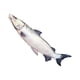 thumbnail image 1 of Simulated Sea Fish Plush Toy Mackerel Pike Tuna Salmon Plushie Stuffed Animal, 1 of 3