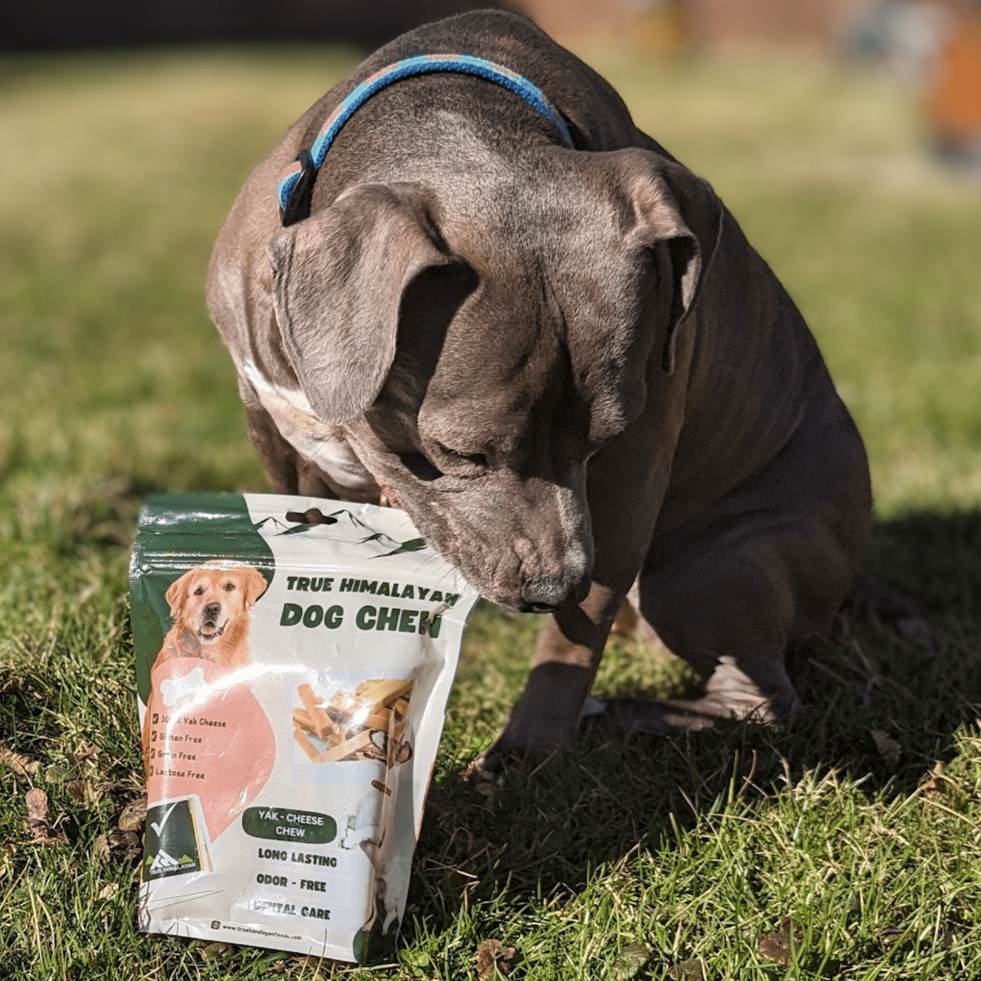 True Himalayan Yak Cheese Dog Chew,  Yak Cheese, Dog Chew, Natural, Long Lasting, Protein Rich, Medium-5pcs
