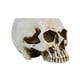 thumbnail image 1 of Resin Human Skull Model Workmanship Skull Planter Pot for Home B, 1 of 5
