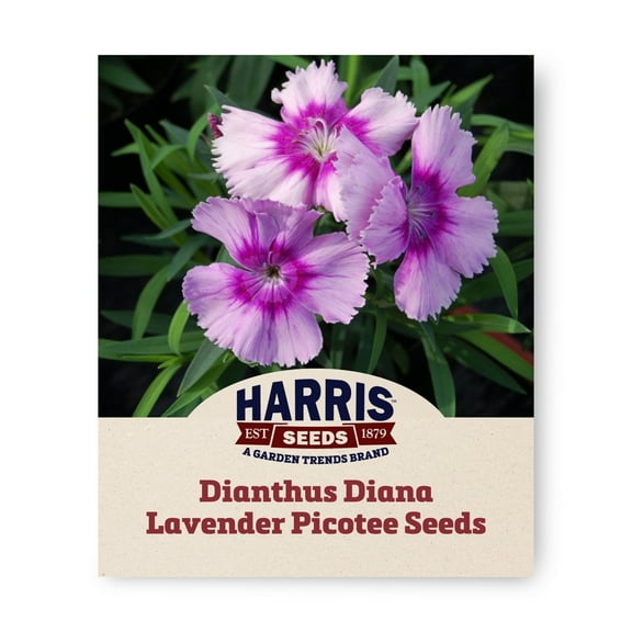Harris Seeds - Dianthus Diana Lavender Picotee F1 Seeds - Extra Large Flower - 250 Seeds