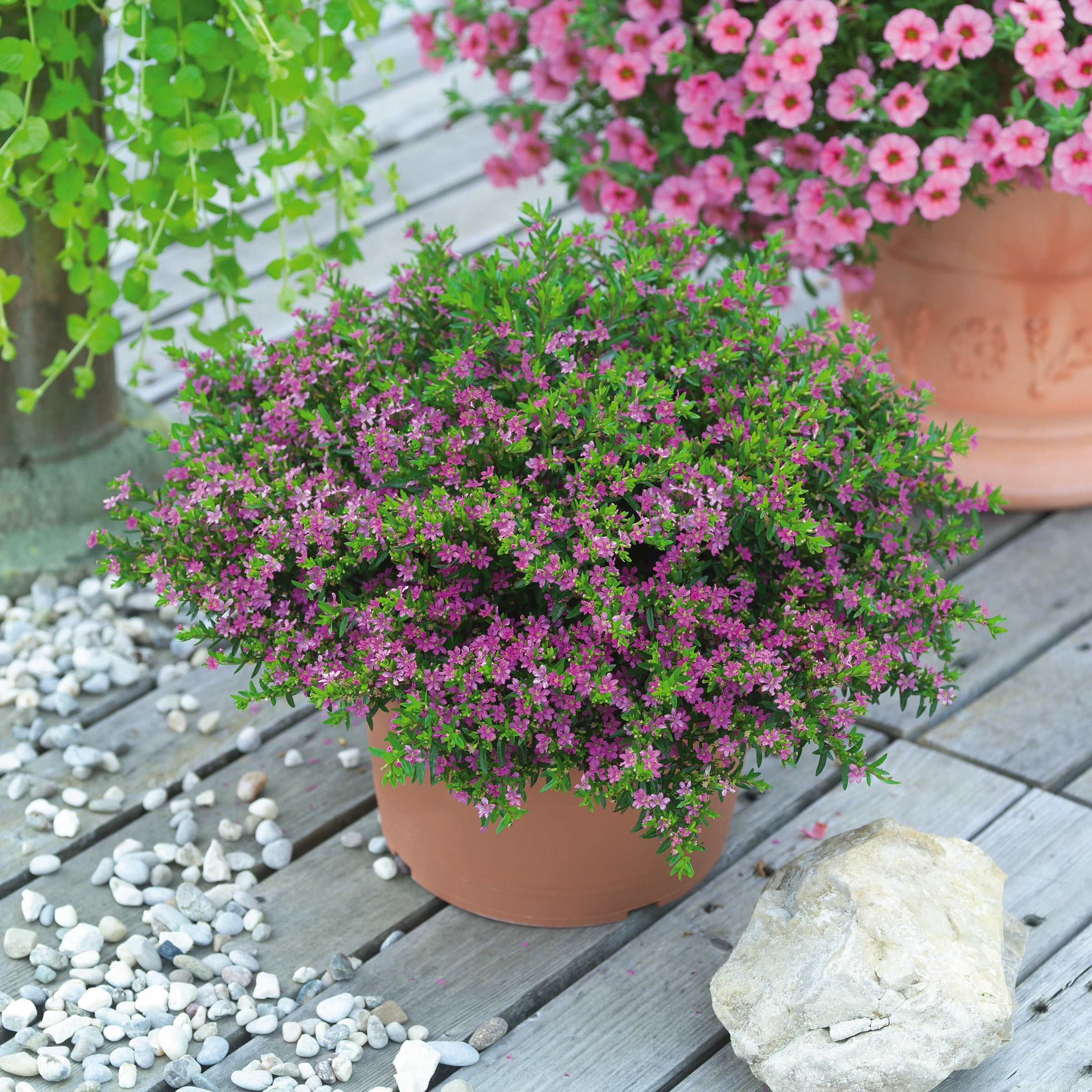 Better Homes & Gardens 1QT Mexican Heather Purple Annual Live Plant