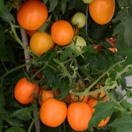 Sunrise Sauce Tomato - 10 Seeds - Orange Roma/Paste
